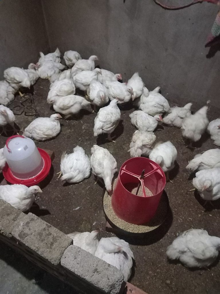 مرغهای گوشتی سفید کنار دانخوری